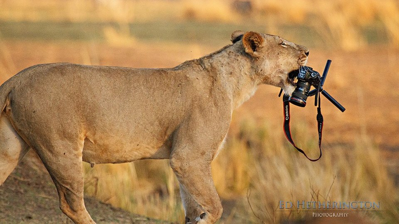 Illustration for article titled This Is What Happens When a Lion Steals Your Camera